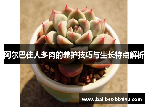 阿尔巴佳人多肉的养护技巧与生长特点解析